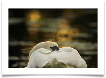 Dunham Massey - Chris Beesley